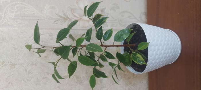 Фотография покупателя товара Горшок для цветов с поддоном «Ротанг», 1,2 л, цвет оливковый - Фото 3