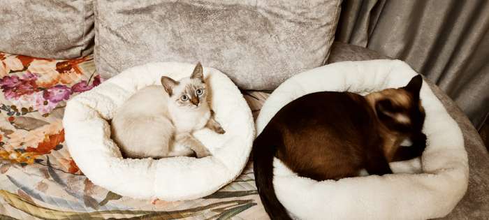 Фотография покупателя товара Лежанка для собак и кошек «Уют», мягкий мех, 45 х 35 х 11 см, молочный - Фото 71
