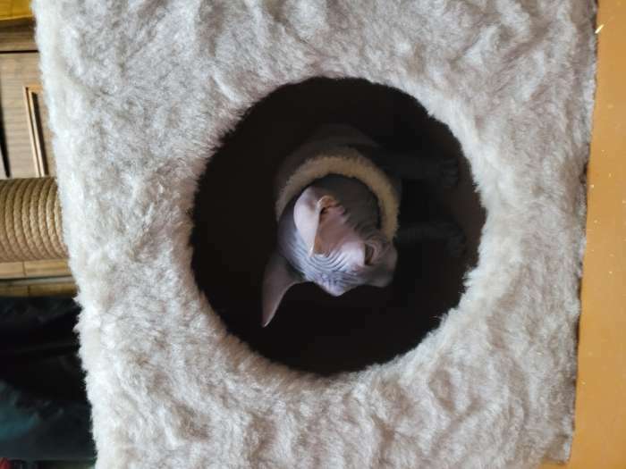 Фотография покупателя товара Домик для животных, 30 х 30 х 59 см, джут, тёмно-бежевый