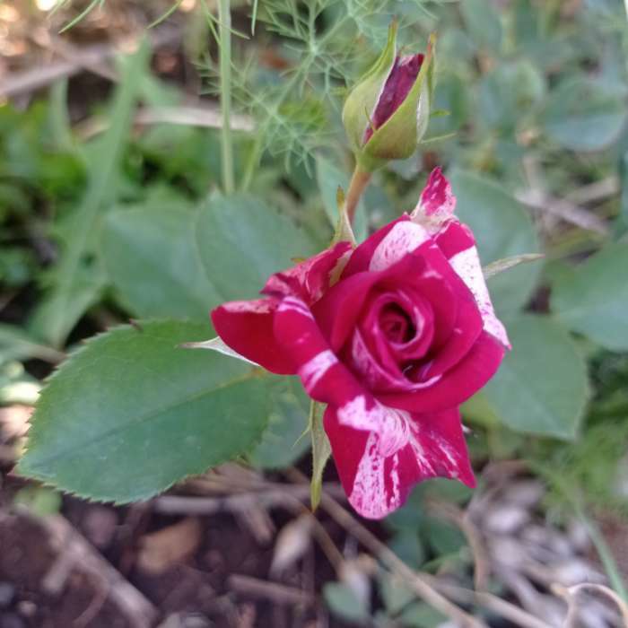 Фотография покупателя товара Саженец розы Папл Тайджер, Весна 2024, 1 шт.