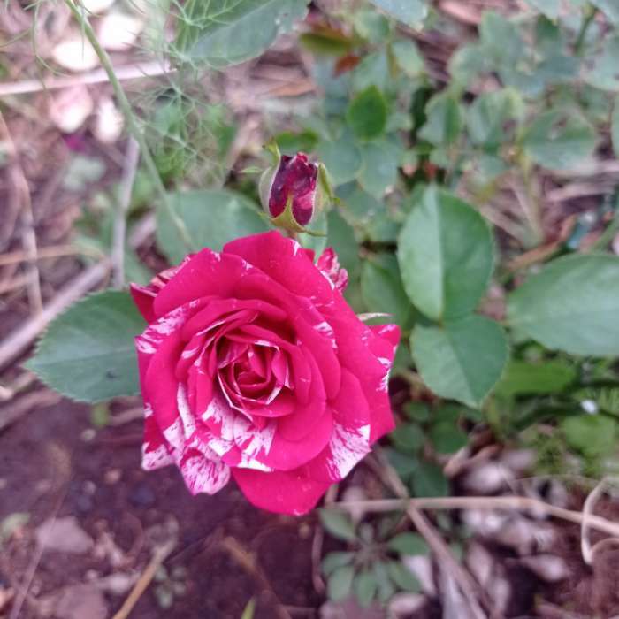 Фотография покупателя товара Саженец розы Папл Тайджер, Весна 2024, 1 шт. - Фото 1
