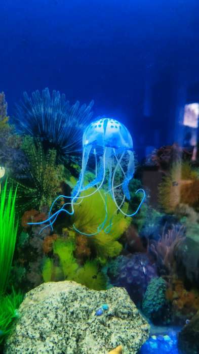 Фотография покупателя товара Декор для аквариума "Медуза" силиконовая, флуоресцентная, 5 х 5 х 15 см, синяя - Фото 2