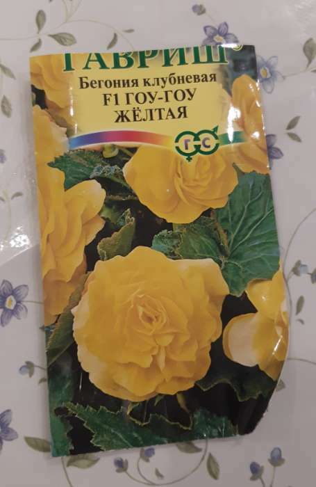 Фотография покупателя товара Семена комнатных цветов Бегония "Гоу-гоу", желтая, F1, 4 шт.