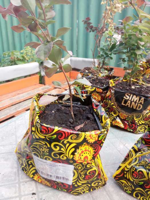 Фотография покупателя товара Саженец Барбарис (горшок р9) Суперба, 1 шт, Осень 2025 - Фото 1