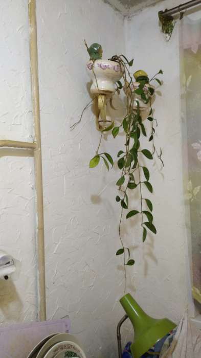 Фотография покупателя товара Ороситель для домашних растений и сада "Лягушка" Кунгурская керамика, 0.1л, 16см, зелёный - Фото 1