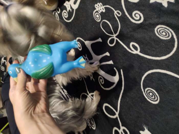 Фотография покупателя товара Игрушка пищащая "Скромная утка" для собак, 18 х 7 х 4 см, синяя - Фото 3