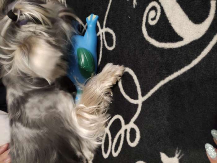 Фотография покупателя товара Игрушка пищащая "Скромная утка" для собак, 18 х 7 х 4 см, синяя