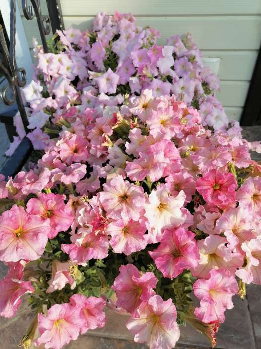 Фотография покупателя товара Семена цветов Петуния "Коктейль", F1, каскадная, розовая терракот, 5 шт - Фото 3