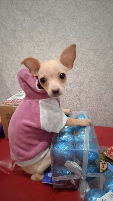 Фотография покупателя товара Толстовка с капюшоном Osso для собак, велюр, размер 25 (ДС 25, ОГ 35-37 см), розовая - Фото 2