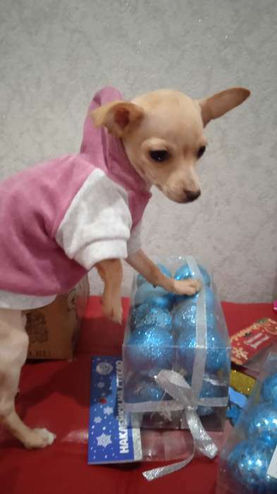 Фотография покупателя товара Толстовка с капюшоном Osso для собак, велюр, размер 20 (ДС 20, ОГ 30-32 см), розовая - Фото 1
