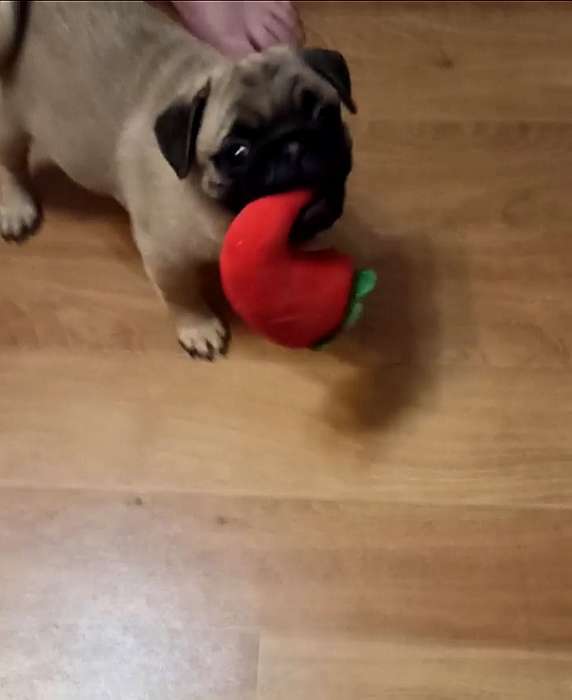 Фотография покупателя товара Игрушка для собак «Перец чили» с пищалкой, 11 см, красная