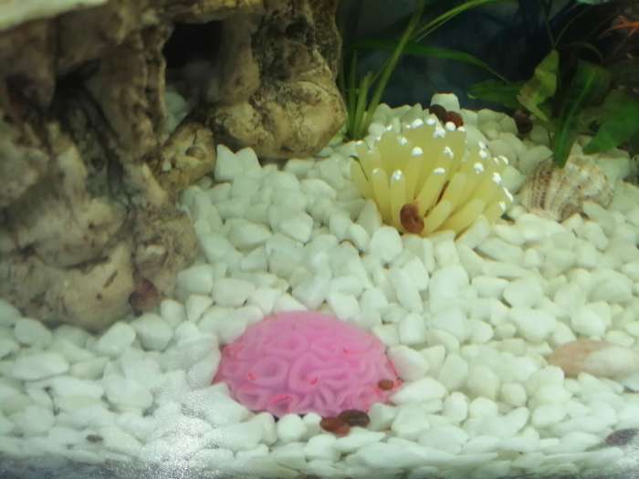 Фотография покупателя товара Декор для аквариума коралл Faviidae, 5 х 2,5 см, силиконовый, розовый - Фото 1