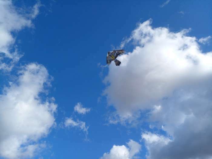 Фотография покупателя товара Воздушный змей «Птица», с леской, цвета МИКС - Фото 2