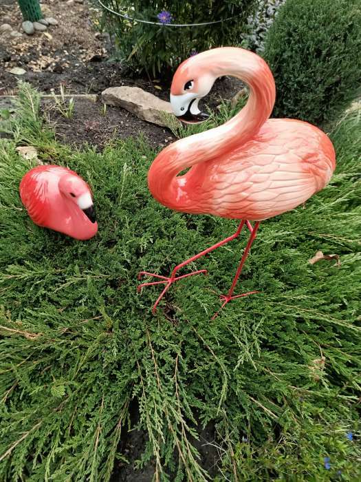 Фотография покупателя товара Садовая фигура "Фламинго", розовый цвет, 65 см - Фото 3