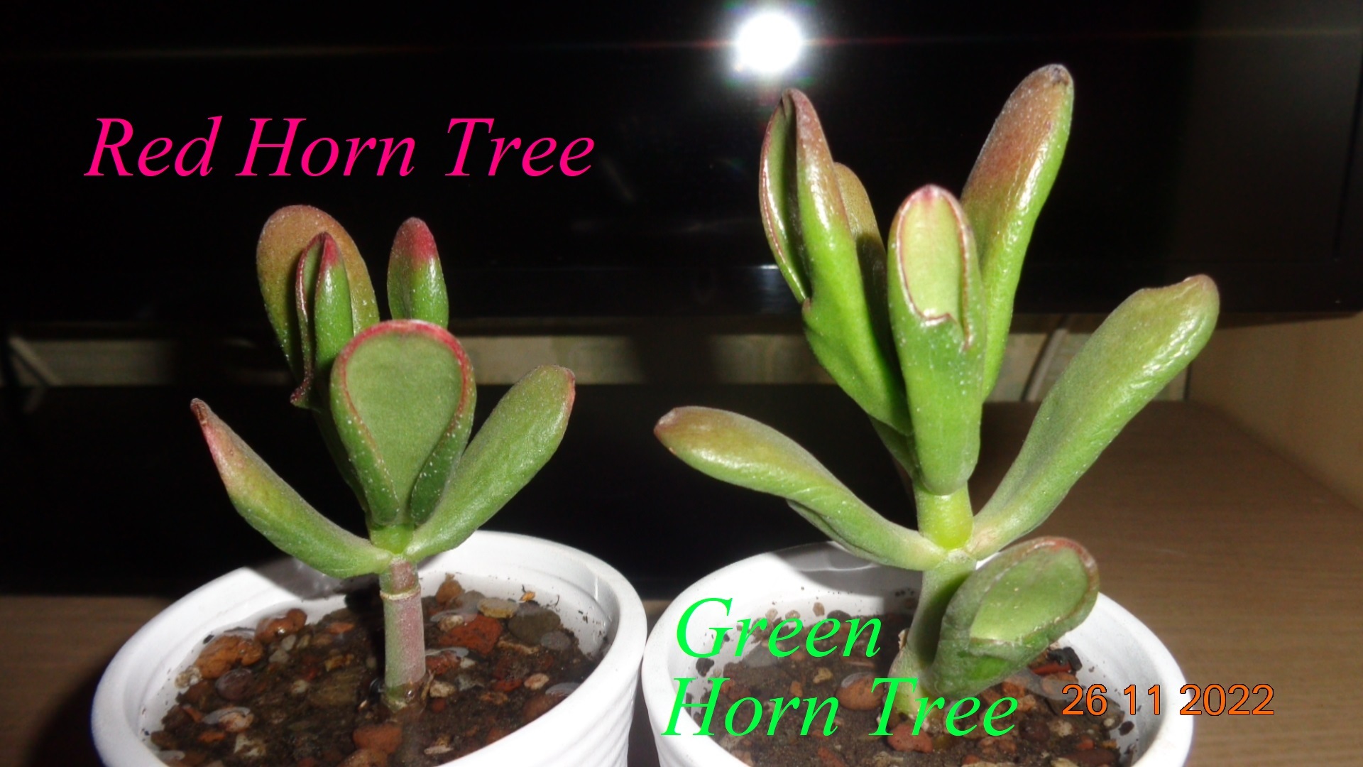 Фотография покупателя товара Горшок "Цилиндр" 8х7,5см - Фото 6