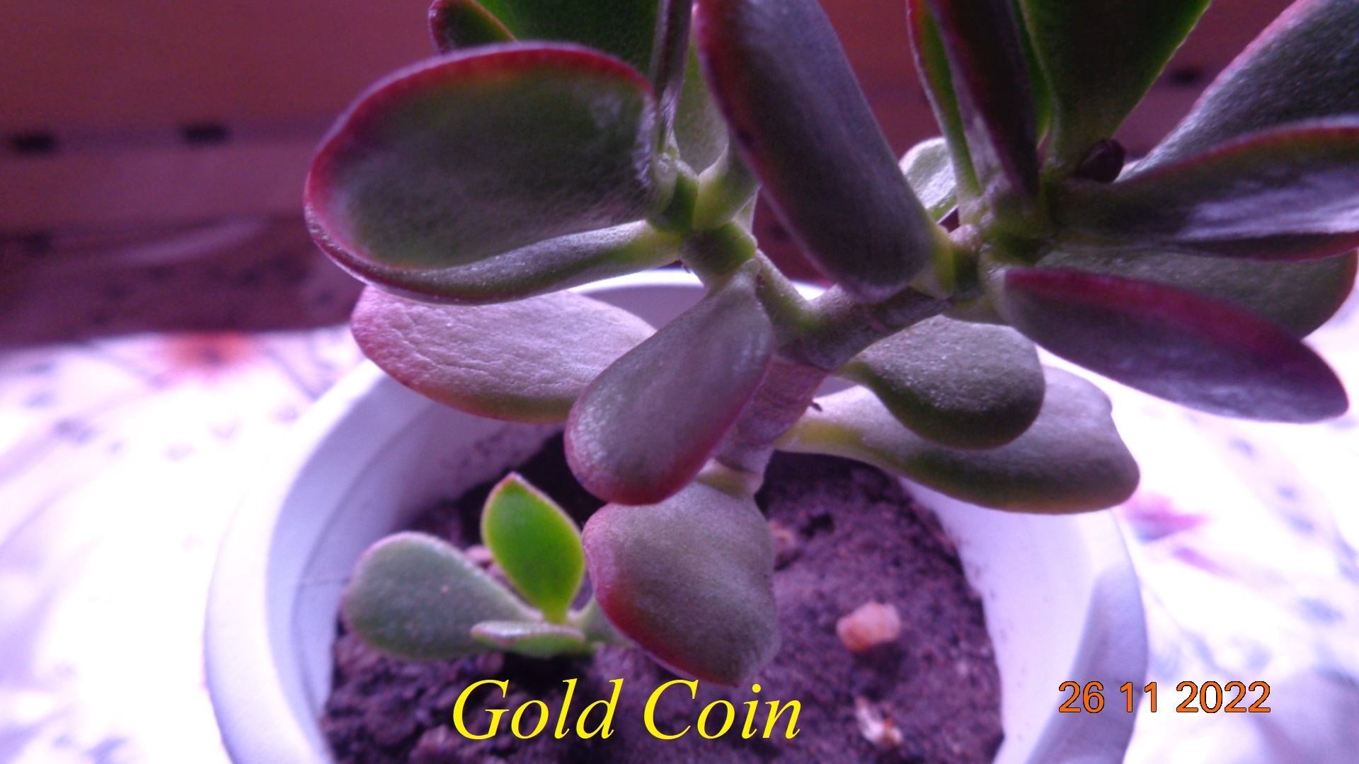 Фотография покупателя товара Горшок "Цилиндр" 8х7,5см - Фото 7