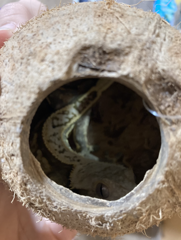 Фотография покупателя товара Скорлупа кокосовая целая для рептилий и грызунов, L - Фото 6
