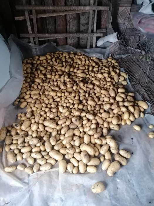 Фотография покупателя товара Семенной картофель "Крепыш" 2 кг Элита, р/р 28/55 - Фото 2