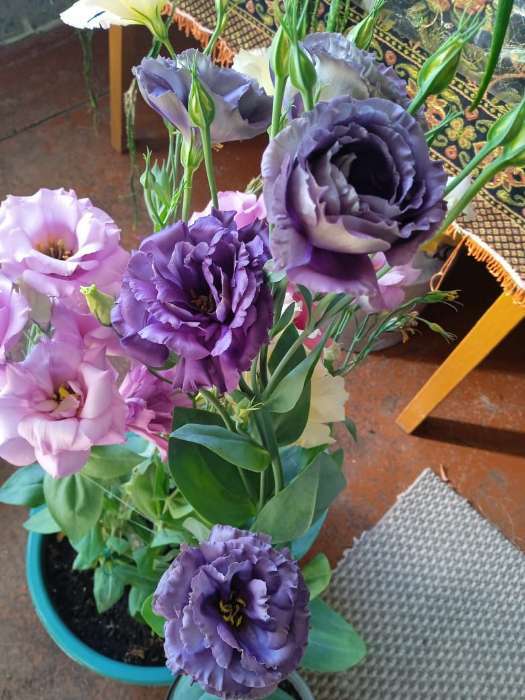 Фотография покупателя товара Семена цветов Эустома "Розанна" Блек пир F1, драже, 3 шт - Фото 4