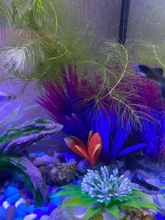 Фотография покупателя товара Растение искусственное аквариумное, 18 х 10 х 11,5 см, красно-фиолетовый - Фото 3