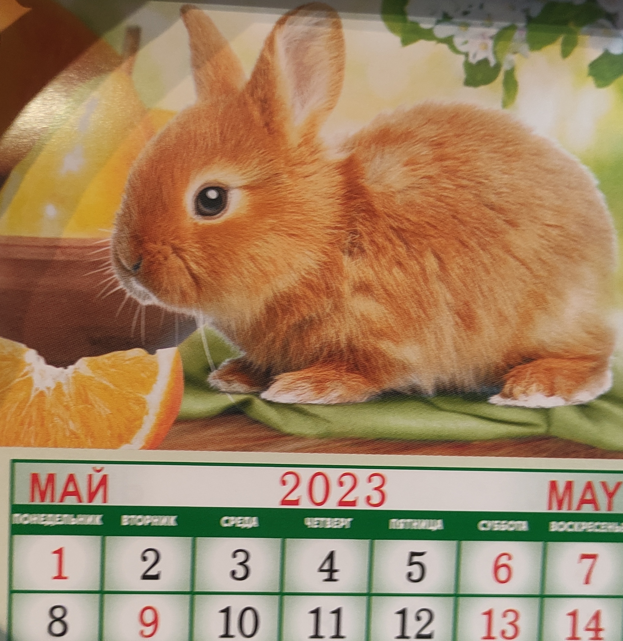 Фотография покупателя товара Календарь отрывной на магните "Символ 2023 Года!" 13х9,5см, кролик в траве - Фото 2