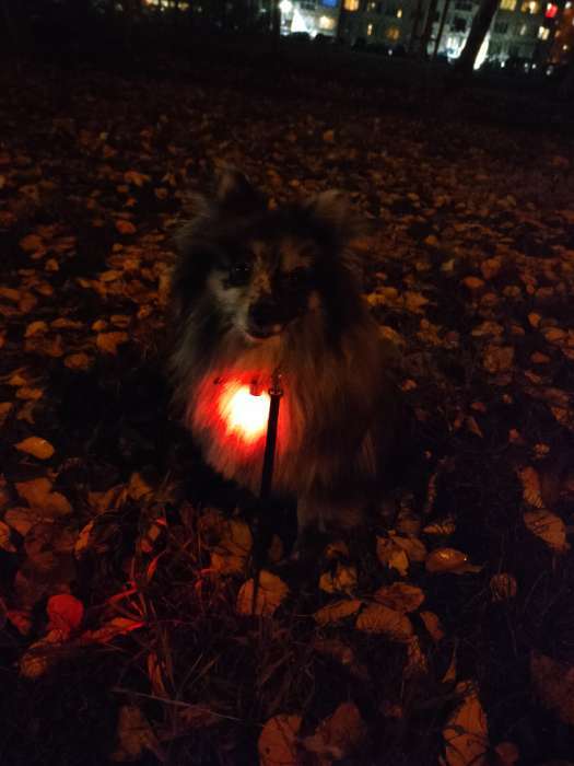 Фотография покупателя товара Маячок световой на ошейник для больших и средних собак, жёлтый - Фото 22