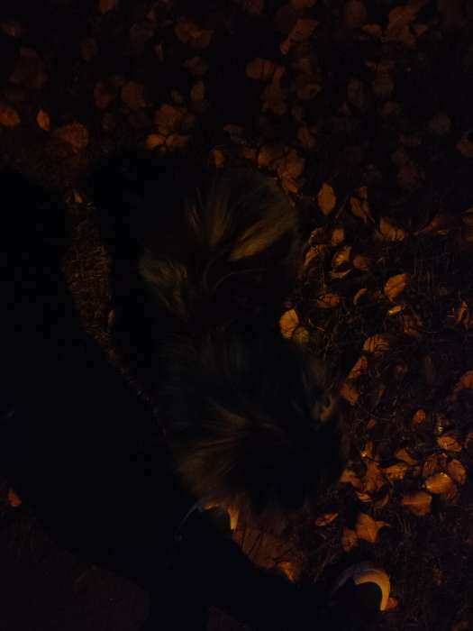 Фотография покупателя товара Маячок световой на ошейник для больших и средних собак, жёлтый - Фото 23
