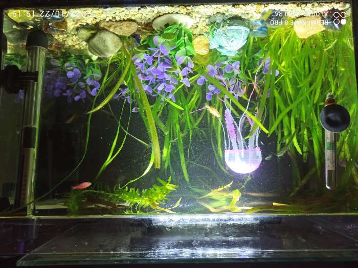 Фотография покупателя товара Растение искусственное аквариумное кустовое, 10 см, фиолетовое - Фото 4