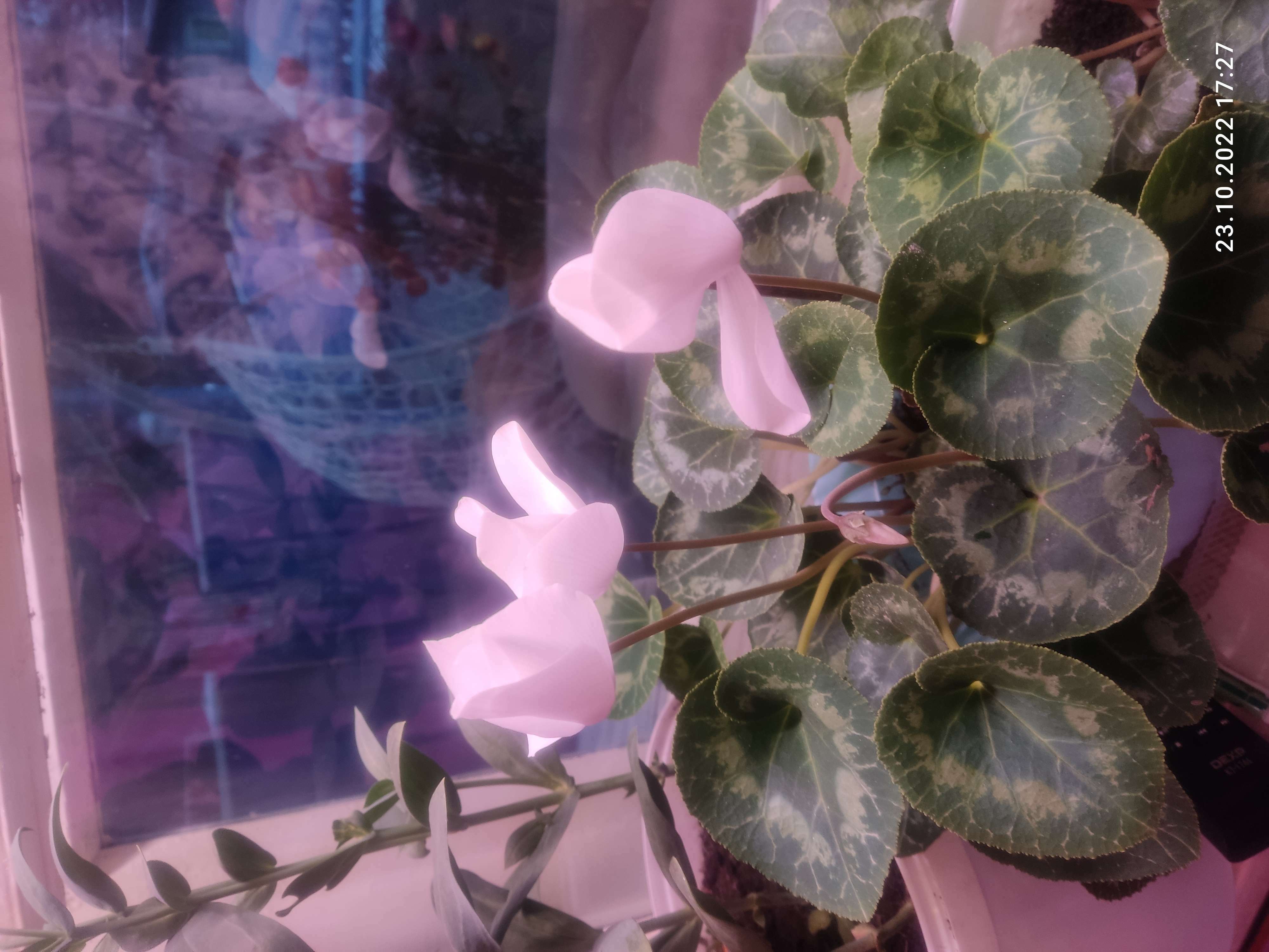 Фотография покупателя товара Семена комнатных цветов Цикламен "Крупноцветковый", 5 шт. - Фото 9
