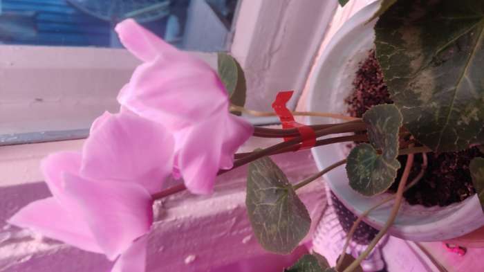 Фотография покупателя товара Семена комнатных цветов Цикламен "Крупноцветковый", 5 шт. - Фото 10