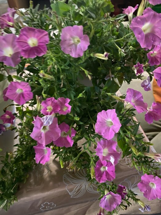 Фотография покупателя товара Семена цветов Петуния  "Альбертина", F1,  каскадная, мини многоцветковая, 5 шт - Фото 12