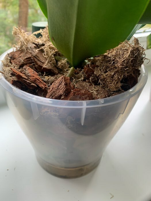 Фотография покупателя товара Грунт для орхидей Effect+, с дренажным камнем, фракция 10-30, 4 л - Фото 4