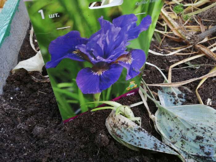 Фотография покупателя товара Ирис сибирский «Раффлд Велвет», I р-р, 1 шт. 90 h(см), Осень 2022 - Фото 1
