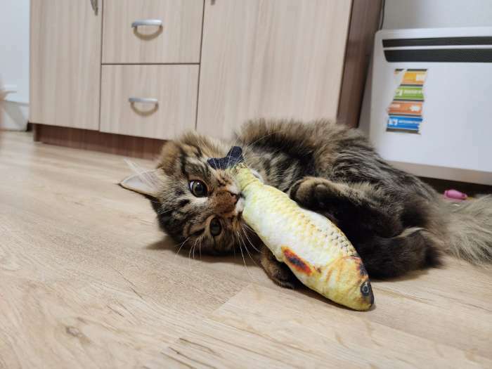 Фотография покупателя товара Игрушка "Рыба моей мечты!" с кошачьей мятой, сазан, 20 см