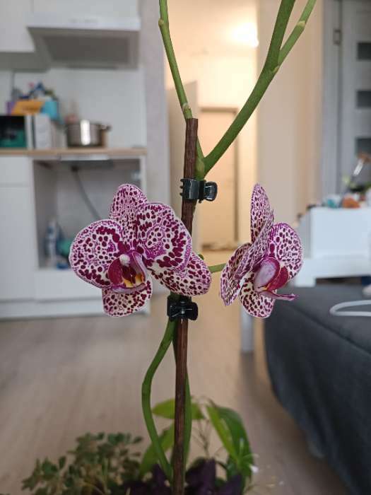 Фотография покупателя товара Активатор роста и цветения JOY, Для орхидей, шипучие таблетки, 2 шт.