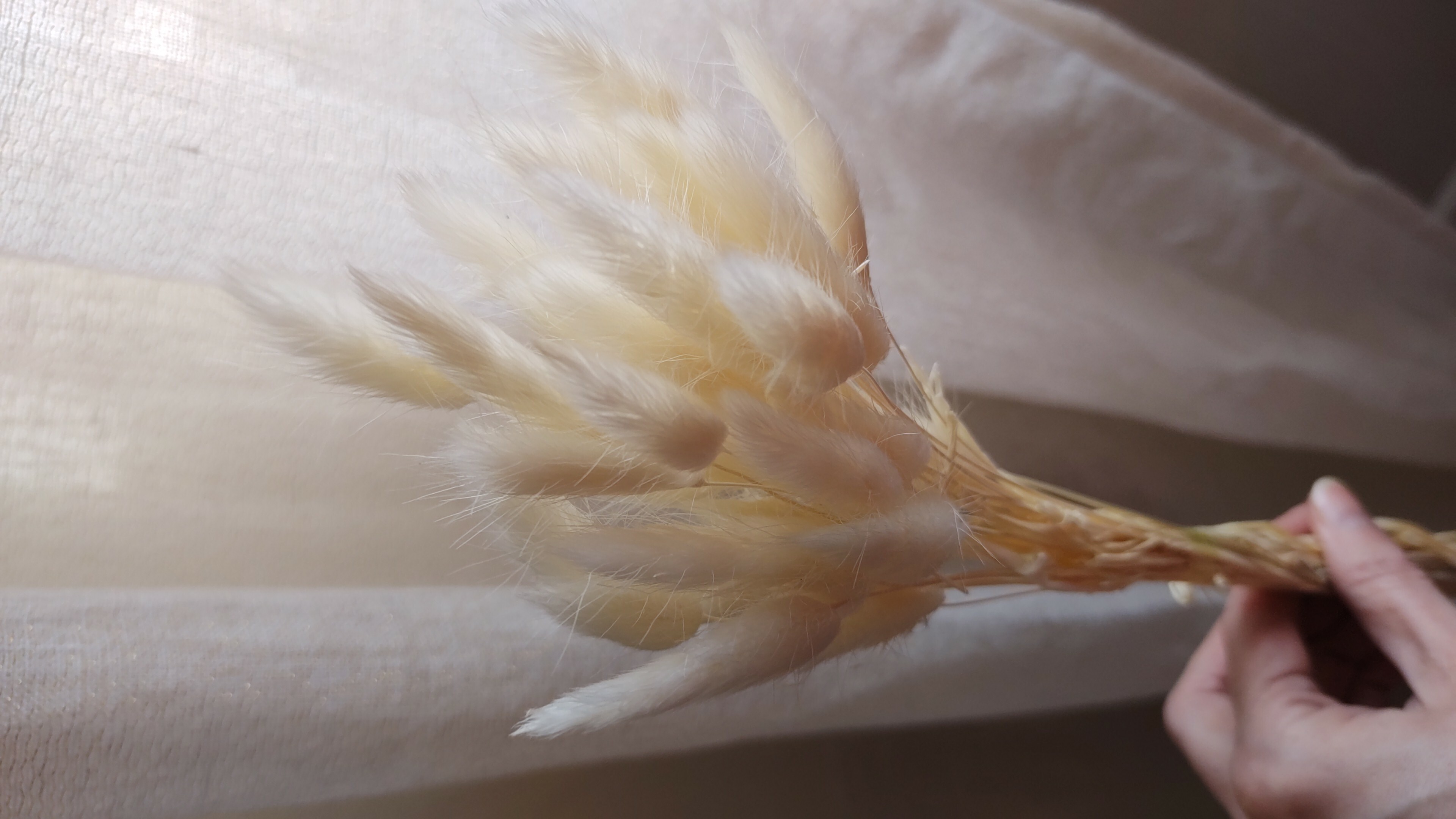 Фотография покупателя товара Сухоцветы «Лагурус», набор 30 шт., цвет белый - Фото 15
