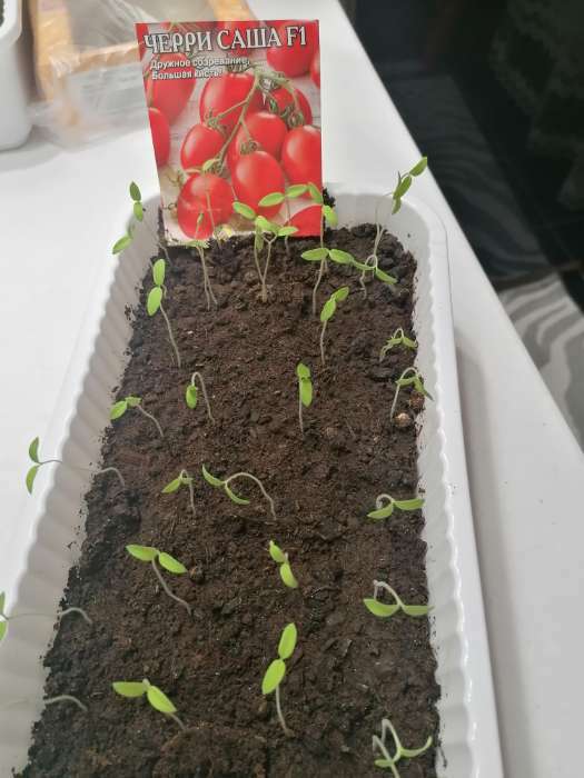 Фотография покупателя товара Ящик для цветов, 28.5×15.5×8.5 см, 2.5 л, пластик, зелёный, Greengo - Фото 16