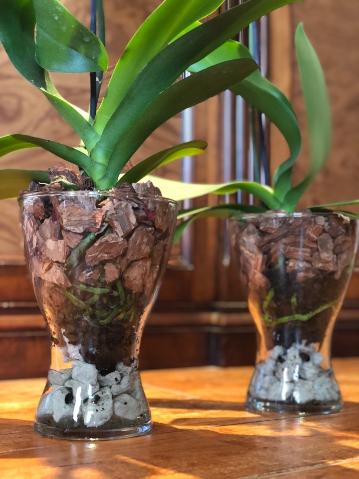 Фотография покупателя товара Грунт для орхидей Effect+, с дренажным камнем, фракция 10-30, 4 л