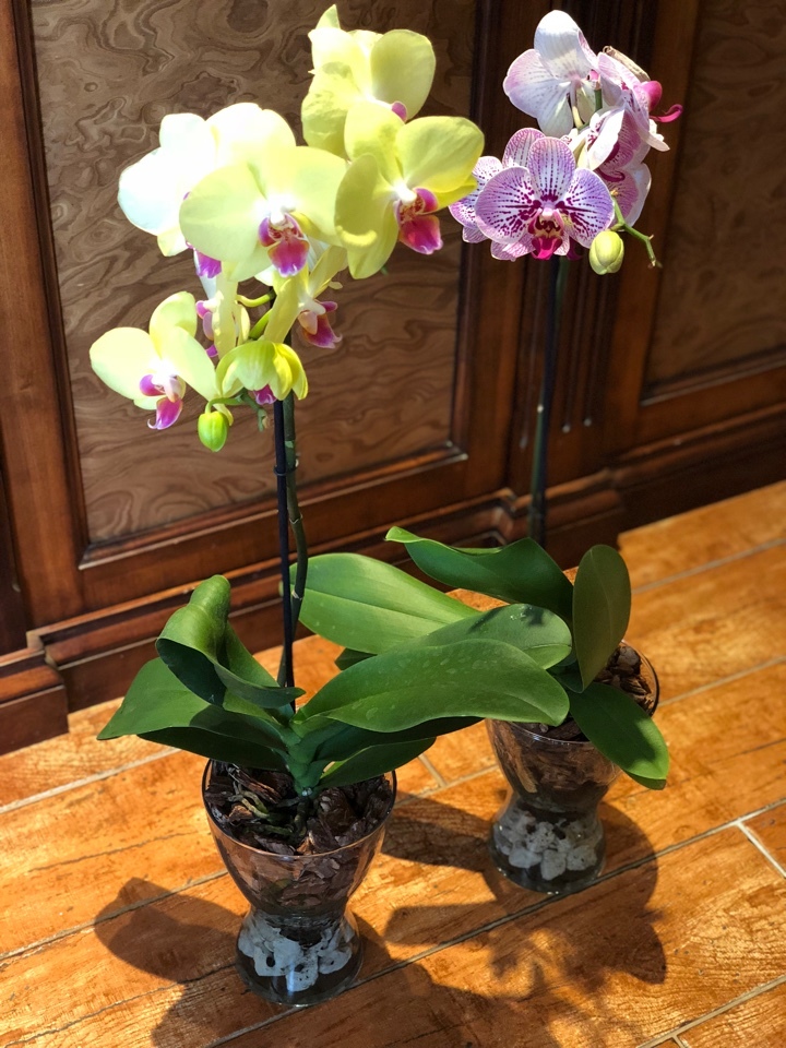 Фотография покупателя товара Грунт для орхидей Effect+, с дренажным камнем, фракция 10-30, 4 л - Фото 10