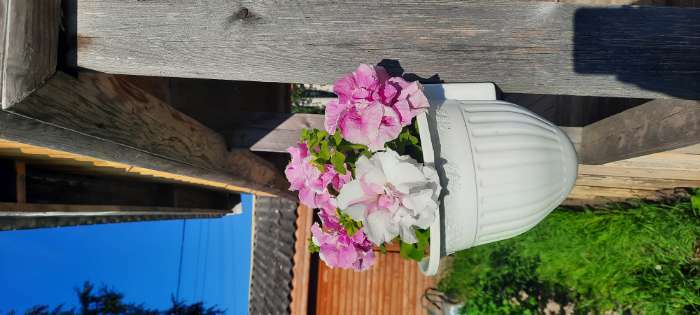 Фотография покупателя товара Семена цветов Петуния  махровая каскадная "Императрица",  F1, 10 шт