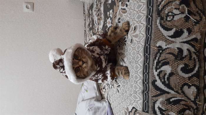 Фотография покупателя товара Комбинезон "Олени" с капюшоном, размер XS (ДС 20 см, ОГ 30 см, ОШ 20 см), коричневый