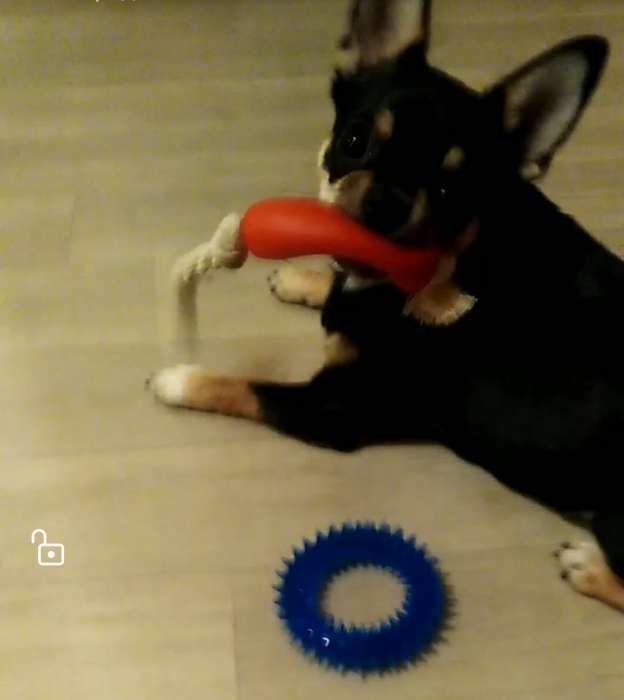 Фотография покупателя товара Игрушка "Сосиска в очках на верёвке" для собак, 14 см - Фото 2