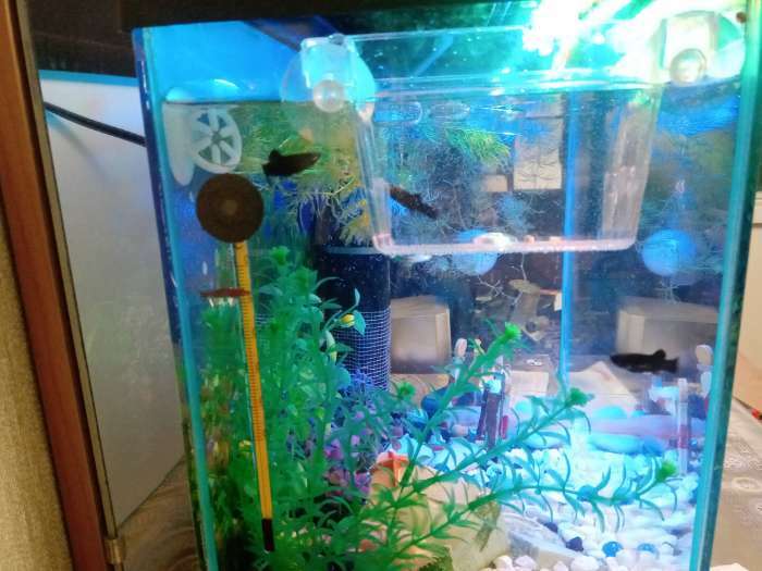 Фотография покупателя товара Отсадник малый, 12.5×7×7 см, на присосках, пластик - Фото 1