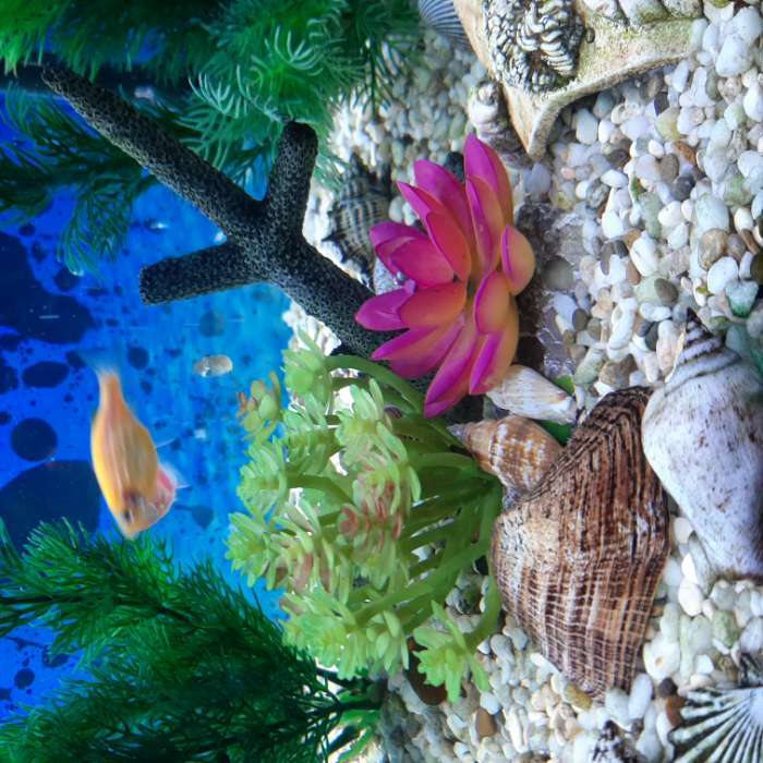 Фотография покупателя товара Островок с ракушками и растениями искусственными для аквариума, 12 х 11 х 9,5 см - Фото 2