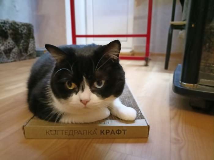 Фотография покупателя товара Когтеточка для кошек ТМ «Когтедралка» КРАФТ 50х24х2,5 см - Фото 5