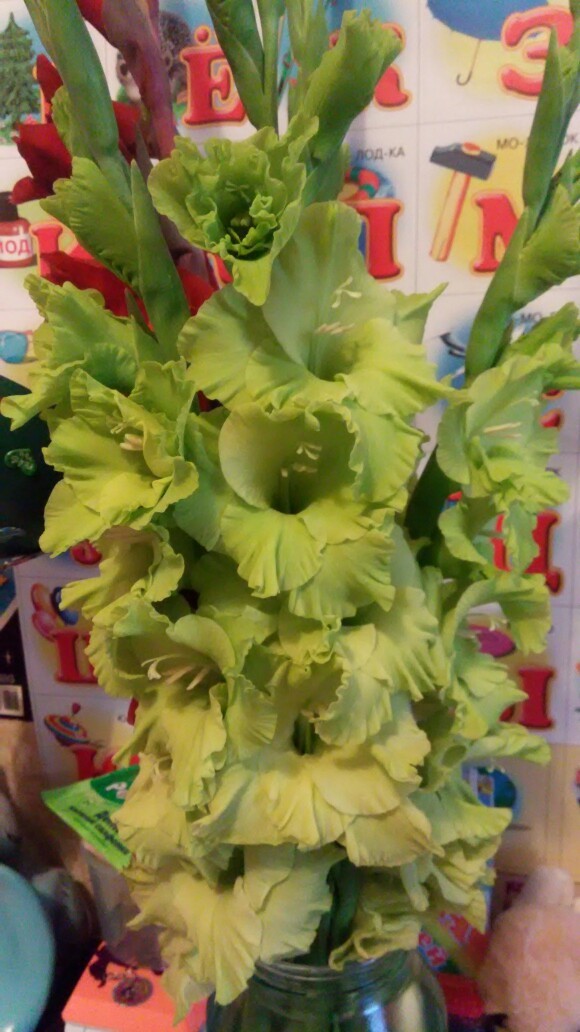 Фотография покупателя товара Гладиолус Big Flowers "Mystic Green", р-р 10/12, 7 шт