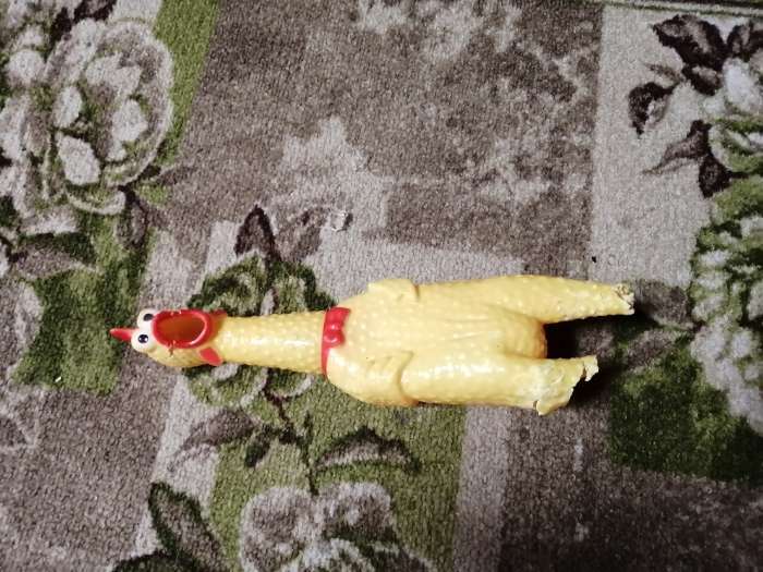 Фотография покупателя товара Игрушка пищащая "Задумчивая курица" для собак, 28 см, чёрная - Фото 1