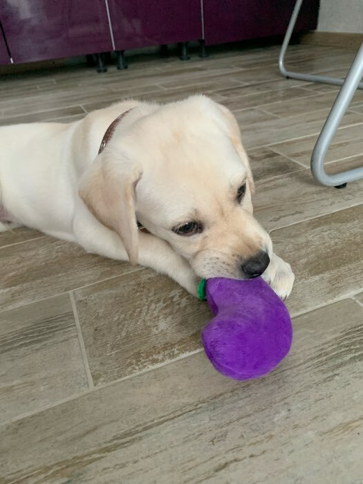 Фотография покупателя товара Игрушка для собак «Баклажан» с пищалкой, 11 см, фиолетовая