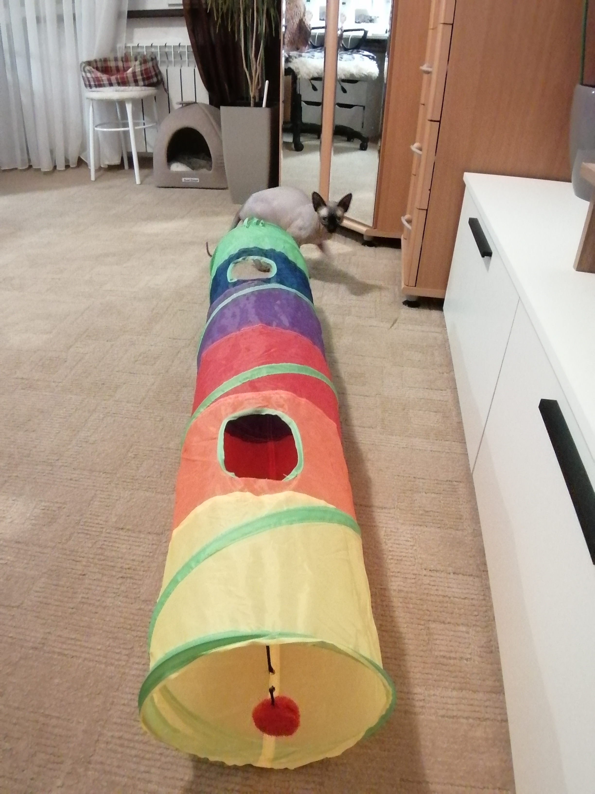 Фотография покупателя товара Туннель для кошек с игрушкой, 120 х 25 см, разноцветный