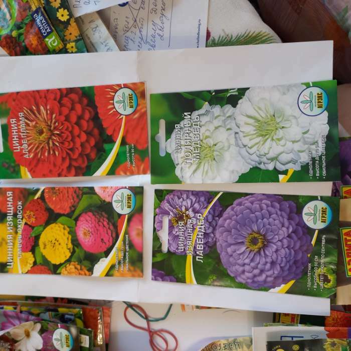 Фотография покупателя товара Семена цветов Цинния "Фиолетовая фея", 0,3 г - Фото 4
